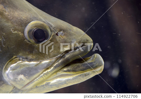 Barramundi Barramundi 114922706