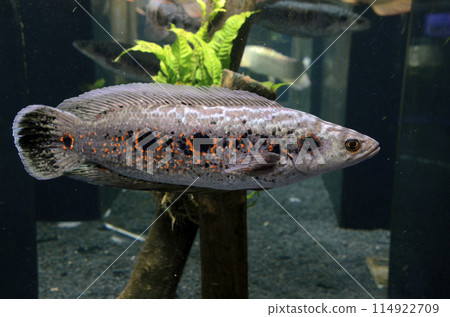 蛇頭 蛇頭 114922709