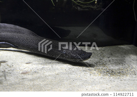 埃塞俄比亞原翅魚 114922711
