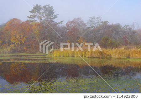 秋天清晨的里磐台蓮華沼澤 秋天清晨的里磐台蓮華沼澤 114922800