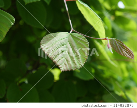Tossami leaves Tossami leaves 114922873