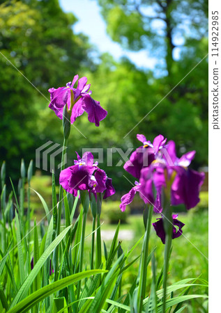 Iris flowers at Johoku Iris Garden in Osaka 114922985