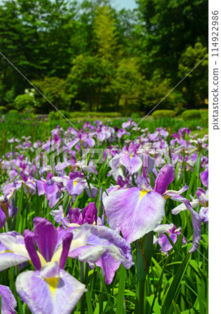 Iris flowers at Johoku Iris Garden in Osaka Iris flowers at Johoku Iris Garden in Osaka 114922986
