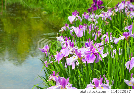 Iris flowers at Johoku Iris Garden in Osaka Iris flowers at Johoku Iris Garden in Osaka 114922987