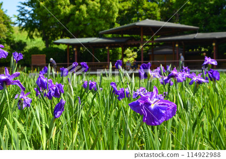 Iris flowers at Johoku Iris Garden in Osaka Iris flowers at Johoku Iris Garden in Osaka 114922988