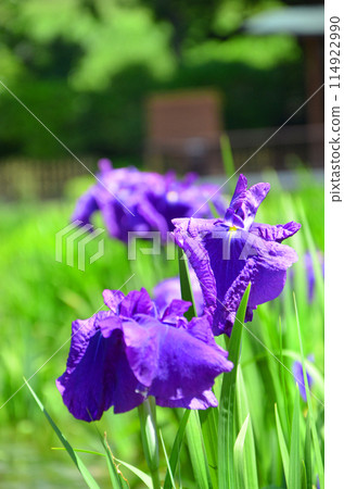 大阪城北鳶尾花園的鳶尾花 114922990