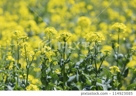 強姦開花 強姦開花 114923085