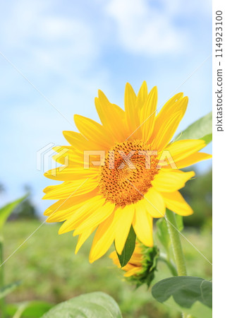 夏天天空和向日葵 夏天天空和向日葵 114923100