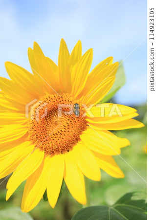 Summer sky and sunflower 114923105