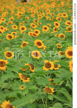 Summer sky and sunflower 114923114