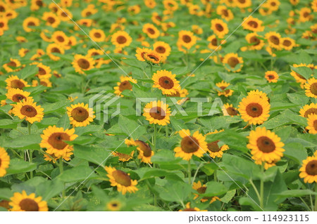 Summer sky and sunflower 114923115