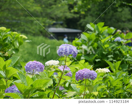 繡球花 繡球花 114923184