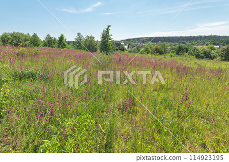 purple wild flowers on a meadow 114923195