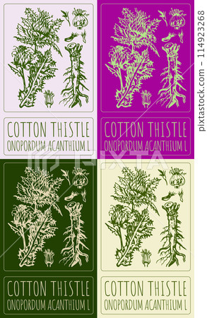 Set of vector drawing COTTON THISTLE in various colors. Hand drawn illustration. The Latin name is ONOPORDUM ACANTHIUM L Set of vector drawing COTTON THISTLE in various colors. Hand drawn illustration. The Latin name is ONOPORDUM ACANTHIUM L 114923268