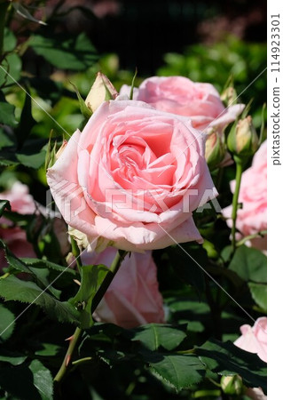 Pink rose "Hamamirai" Pink rose "Hamamirai" 114923301