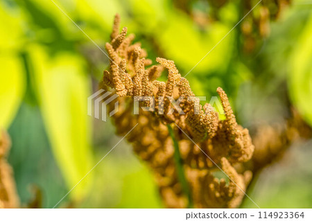 The season of fresh greenery - fern (spore leaves) - 114923364