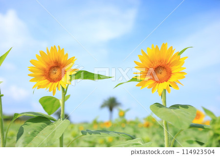 Summer sky and sunflower 114923504