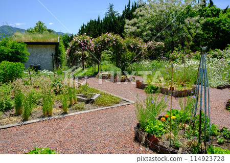 Roseberry Tawada - Rose Season 114923728