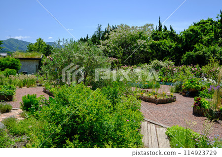 Roseberry Tawada - Rose Season 114923729