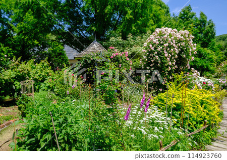 玫瑰漿果多和田玫瑰季節 玫瑰漿果多和田玫瑰季節 114923760