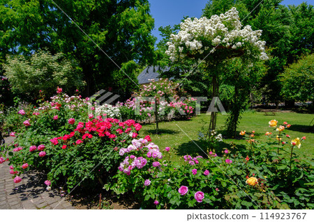 Roseberry Tawada - Rose Season 114923767