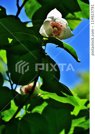 Magnolia sieboldii blooms 114923791