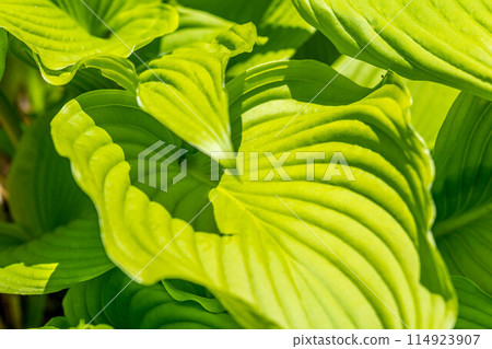 The season of fresh greenery ~ Urui no 114923907