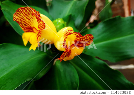 Twin Flowers of Insulin Plant 114923928