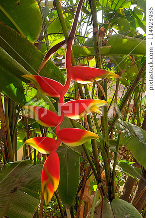 Hanging Heliconia rostrata Flower 114923936