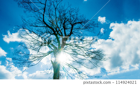 A tree that shines in the blue sky A tree that shines in the blue sky 114924021