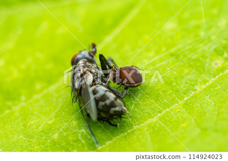 A small black worm spider preying on flies 114924023