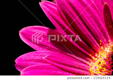 Vivid pink gerbera - close-up 114924114