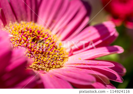 色彩鮮豔的粉紅色非洲菊～特寫～ 114924116