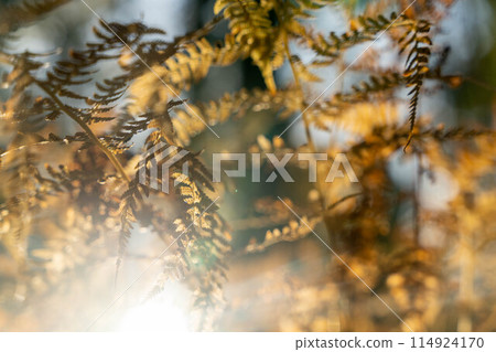 Fern leaves with their delicate texture and rich color are eye-catching Fern leaves with their delicate texture and rich color are eye-catching 114924170