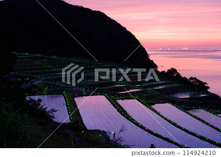 Retarded rice paddy candle Retarded rice paddy candle 114924210