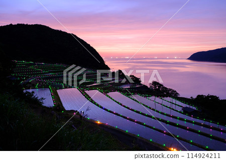 遲鈍的稻田蠟燭 114924211