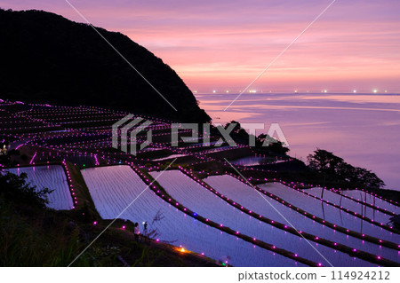 遲鈍的稻田蠟燭 114924212