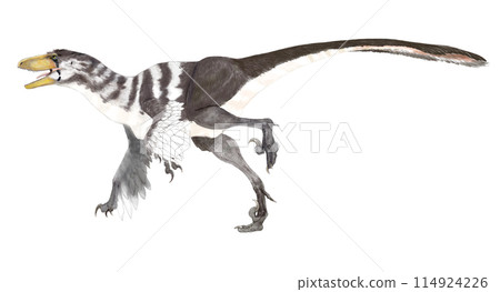 Dakotaraptor A large dromaeosaurus Dakotaraptor A large dromaeosaurus 114924226
