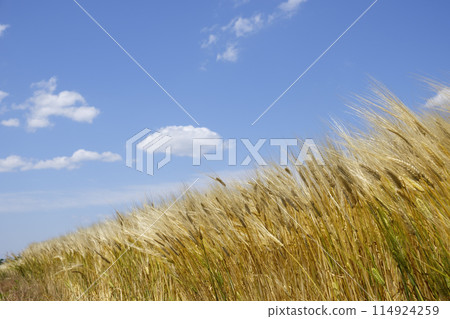 初夏的兩行大麥田 114924259