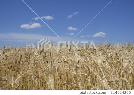 Two-row barley field in early summer 114924260