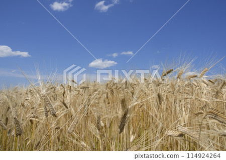 Two-row barley field in early summer 114924264