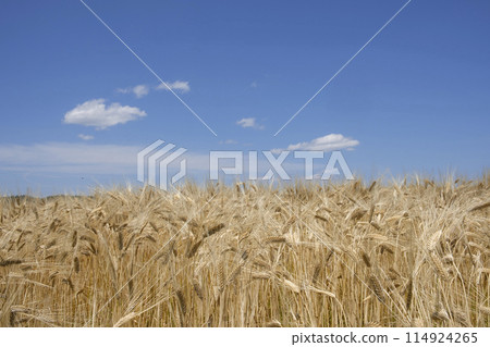 Two-row barley field in early summer 114924265