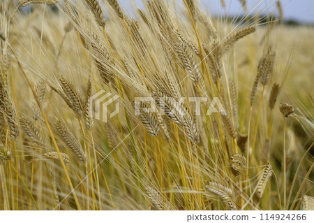 Two-row barley field in early summer Two-row barley field in early summer 114924266
