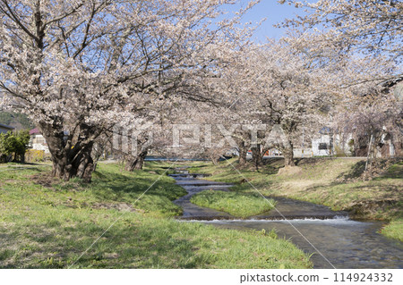 Cherry blossoms at the Kanonji River Cherry blossoms at the Kanonji River 114924332