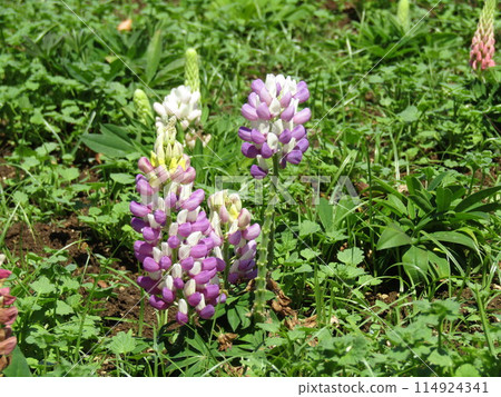 羽扇豆紫色花，也被稱為Shoto 114924341