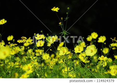 秋天的花朵秋天的櫻花樹 秋天的花朵秋天的櫻花樹 114924379