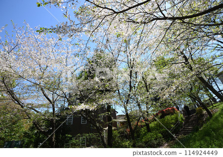 Cherry blossoms at Higashitakane Forest Park 114924449
