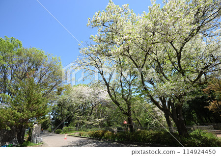 Cherry blossoms at Higashitakane Forest Park 114924450