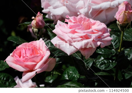 粉紅玫瑰《約定》 114924500