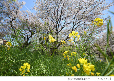 東高根森林公園的櫻花 114924501